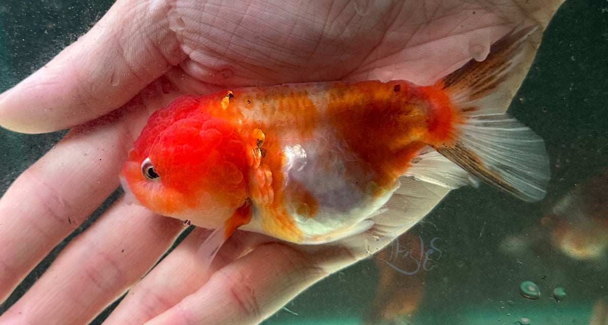 Sakura Cat Lionhead Ranchu Goldfish