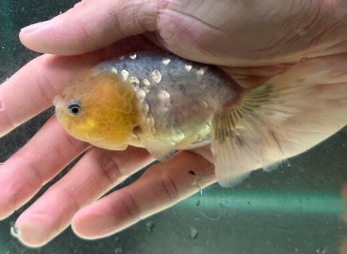 Ink Spot Cat Lionhead Ranchu Goldfish