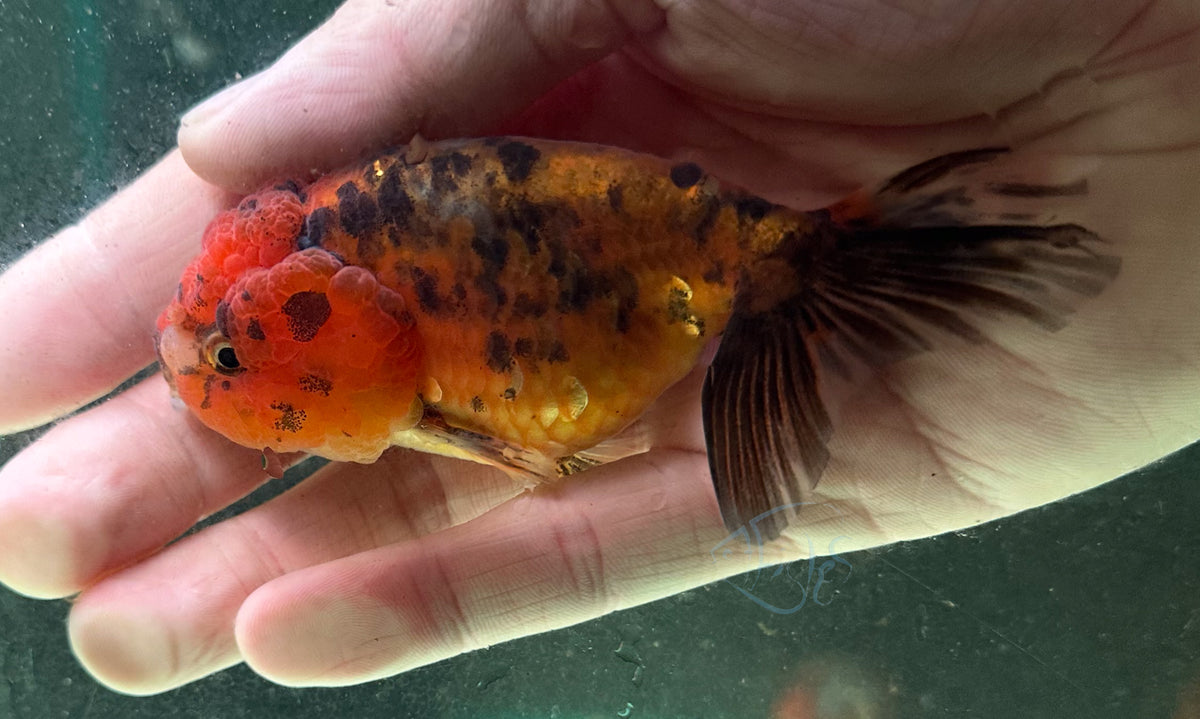 Calico  Cat Lionhead Ranchu Goldfish