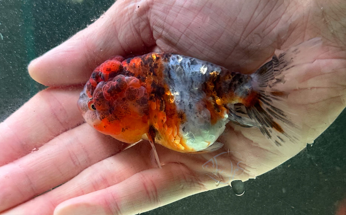 Calico Cat Lionhead Ranchu Goldfish