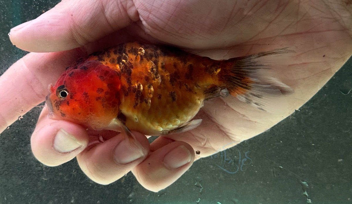 Calico  Cat Lionhead Ranchu Goldfish