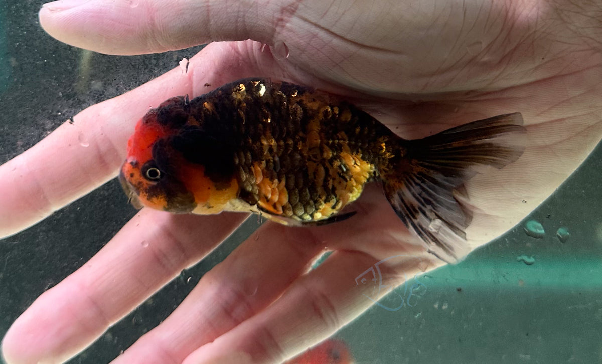 Calico Cat Lionhead Ranchu Goldfish