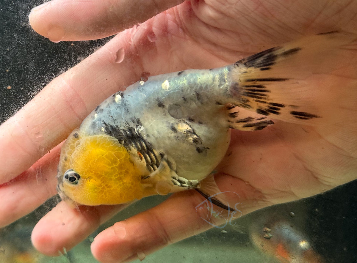 Ink Spot Cat Lionhead Ranchu Goldfish