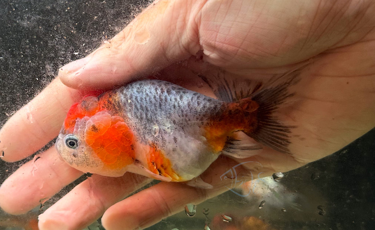 Kirin Cat Lionhead Ranchu Goldfish