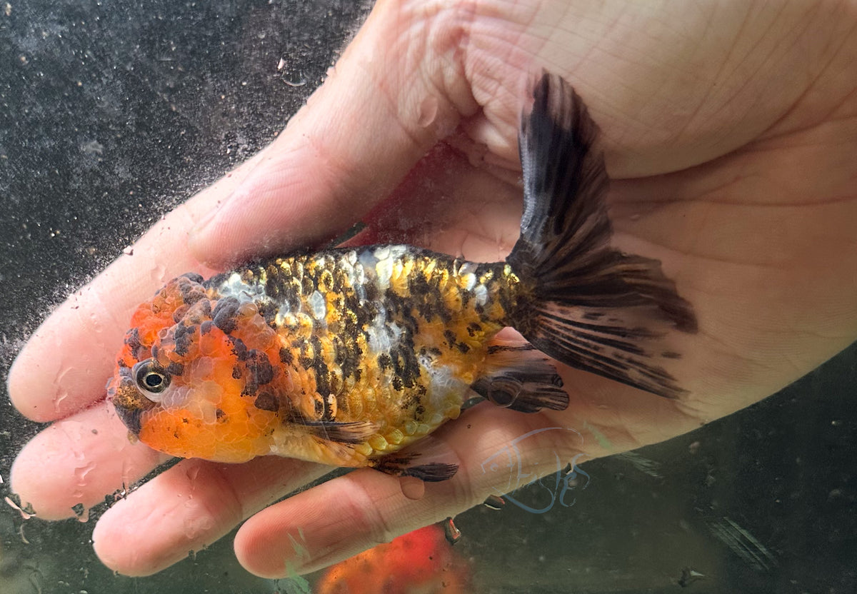 Calico Cat Lionhead Ranchu Goldfish