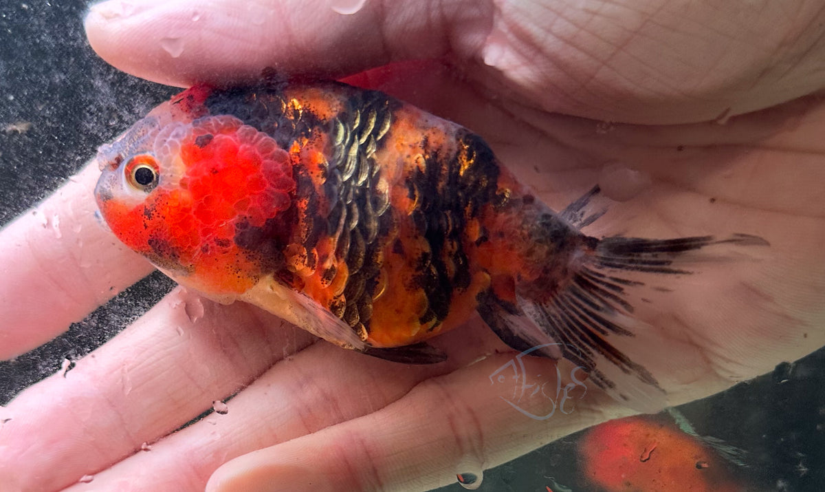 Calico Cat Lionhead Ranchu Goldfish