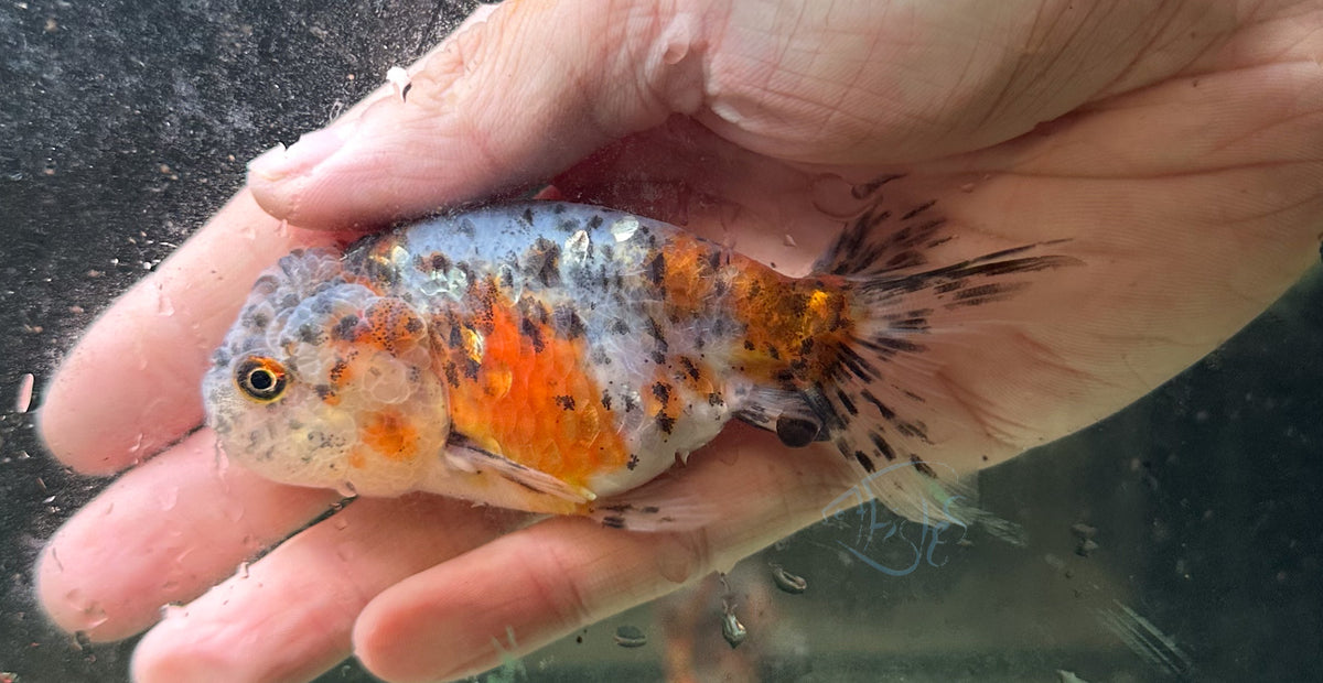 Calico Cat Lionhead Ranchu Goldfish