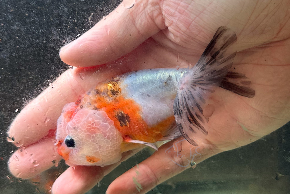 Calico Cat Lionhead Ranchu Goldfish