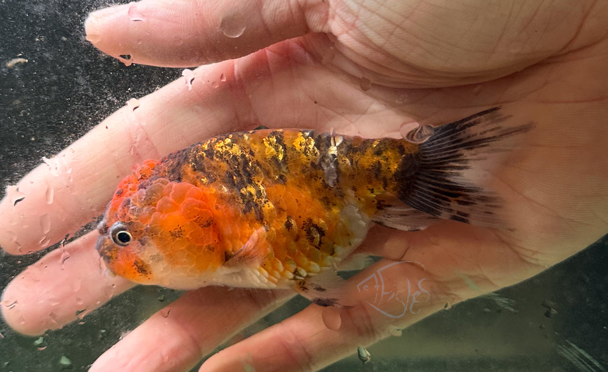 Calico Cat Lionhead Ranchu Goldfish