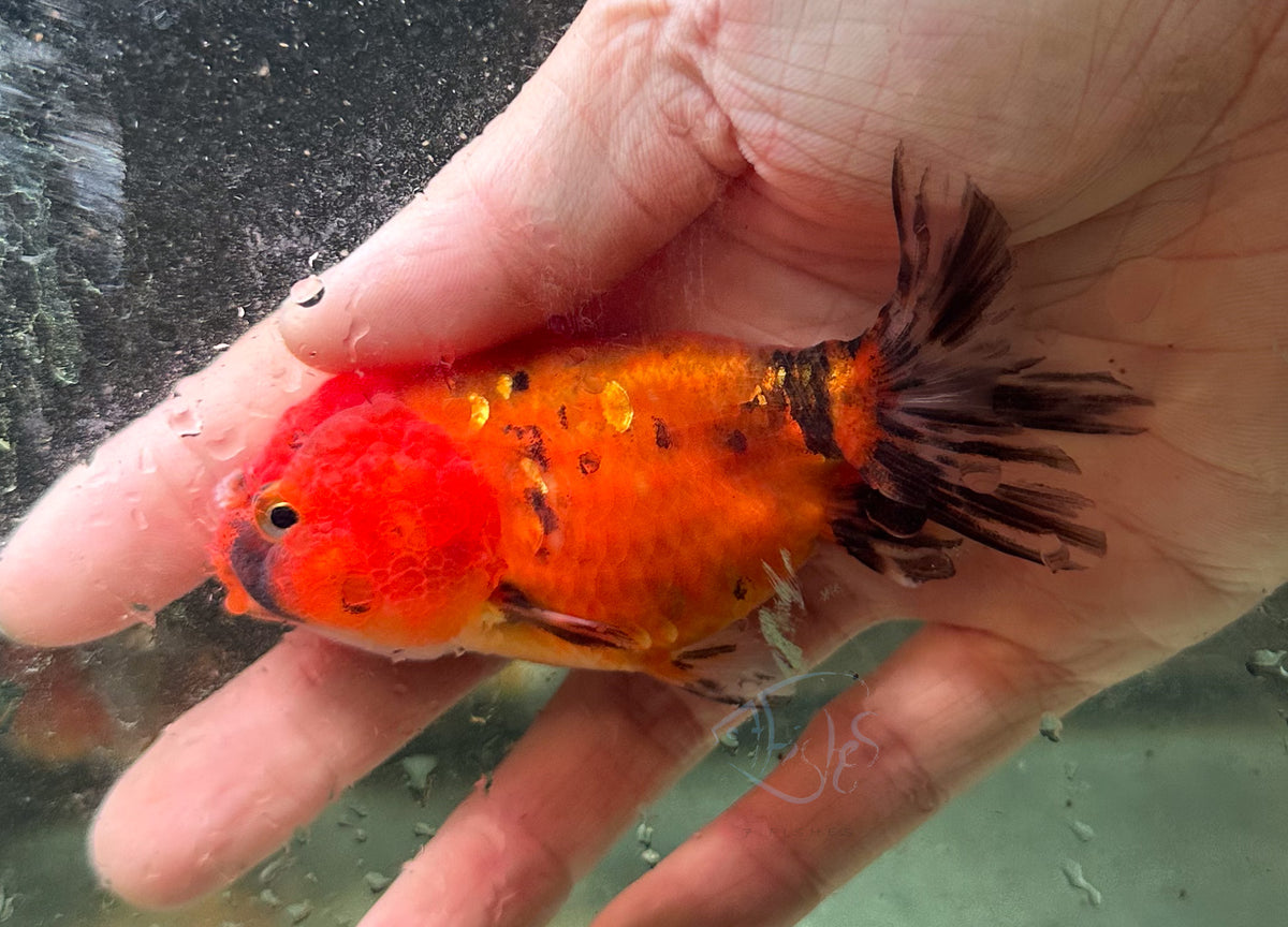 Calico Cat Lionhead Ranchu Goldfish