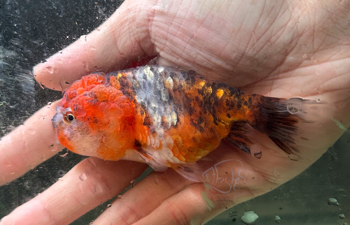 Calico Cat Lionhead Ranchu Goldfish
