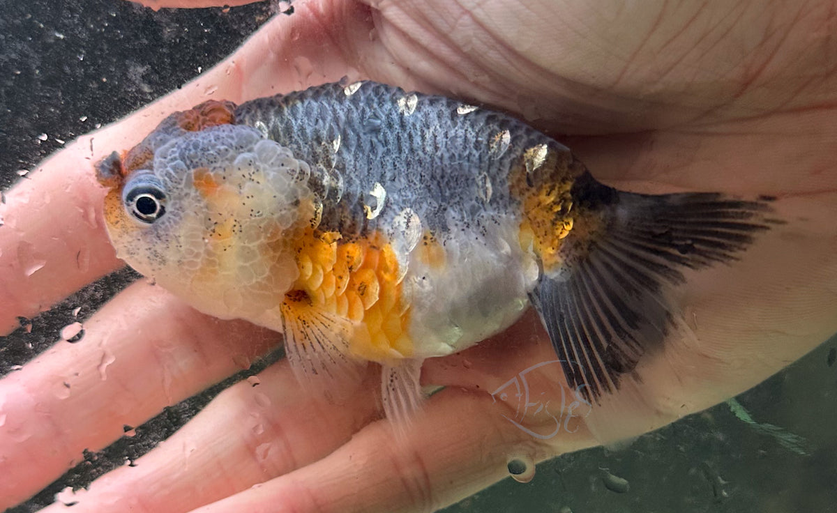 Kirin Cat Lionhead Ranchu Goldfish