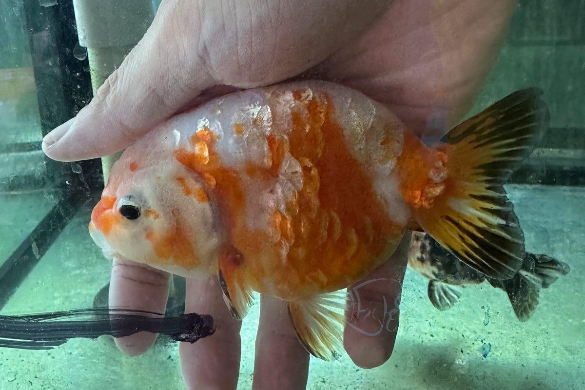 Orange White Kirin Ranchu