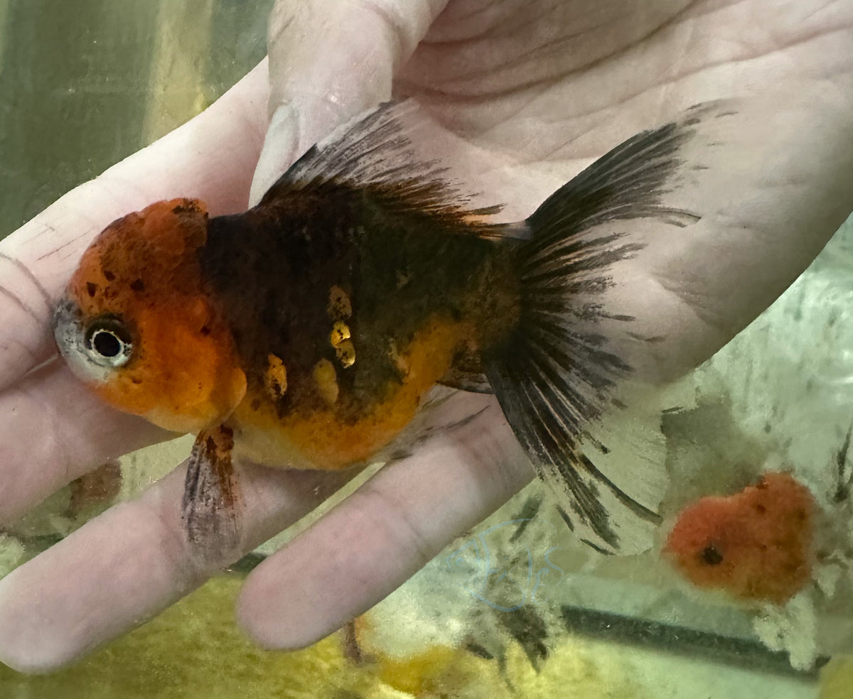 Calico Oranda