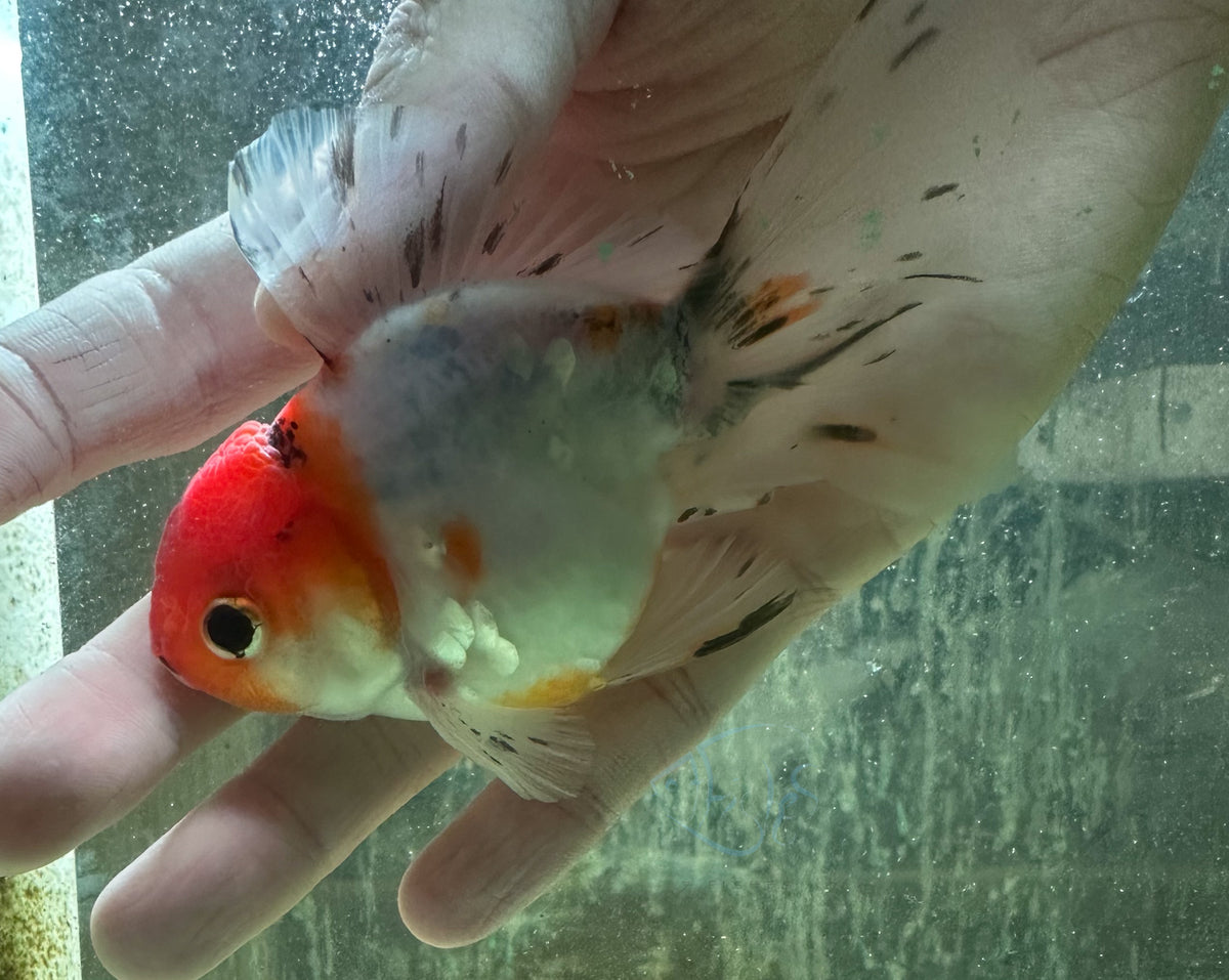 Calico Oranda