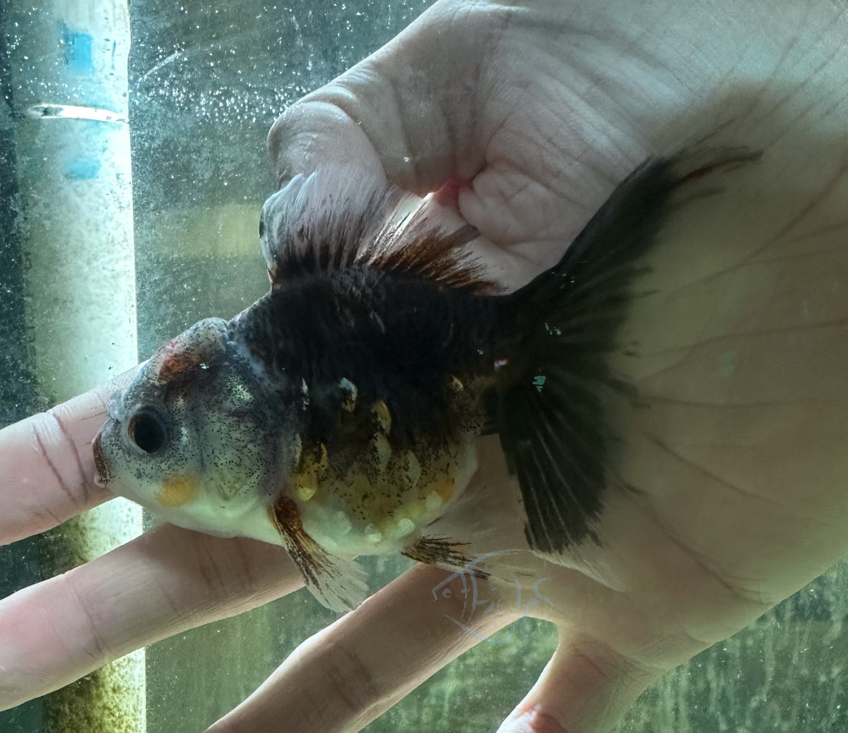 Calico Kirin Oranda
