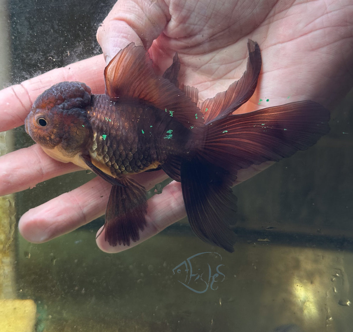 Black Oranda