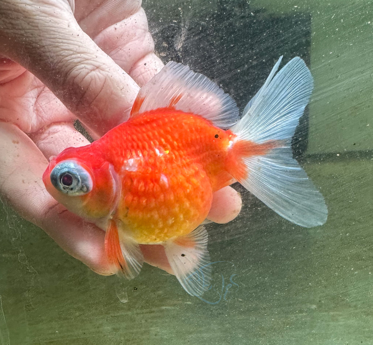Orange Dragon Eye Pearlscale Ping Pong Goldfish