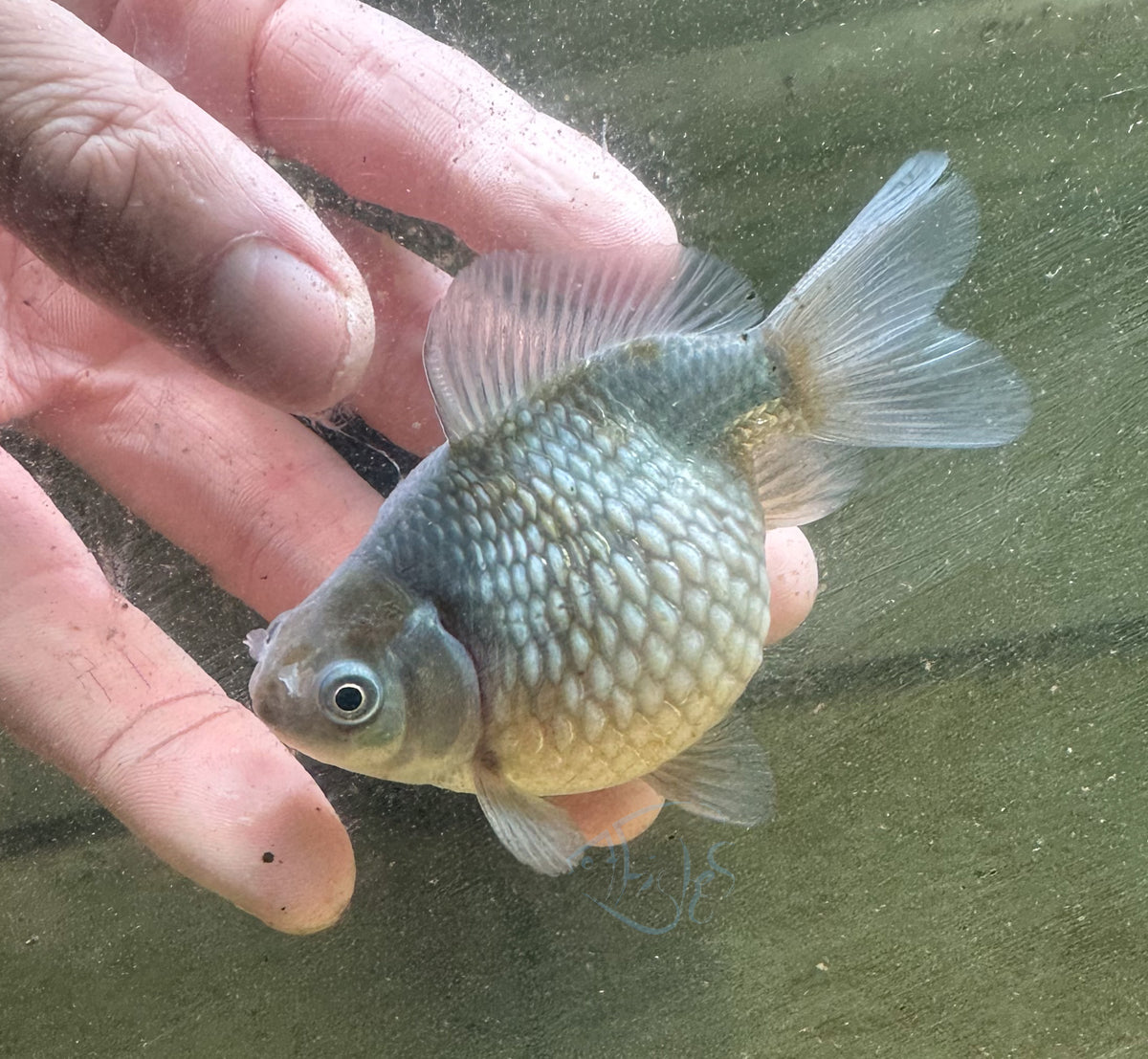 Blue Pearlscale Ping Pong Goldfish