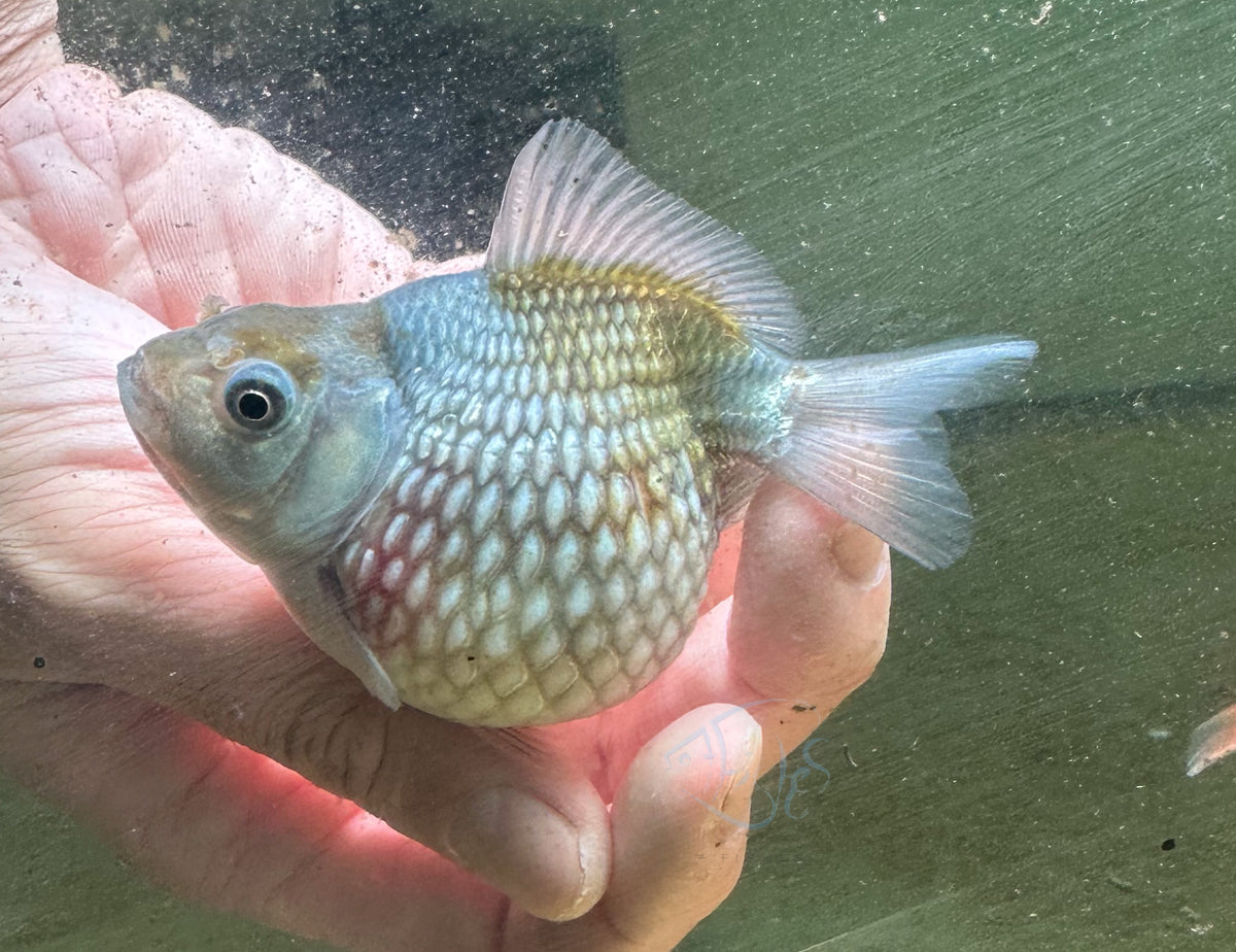 Blue Pearlscale Ping Pong Goldfish