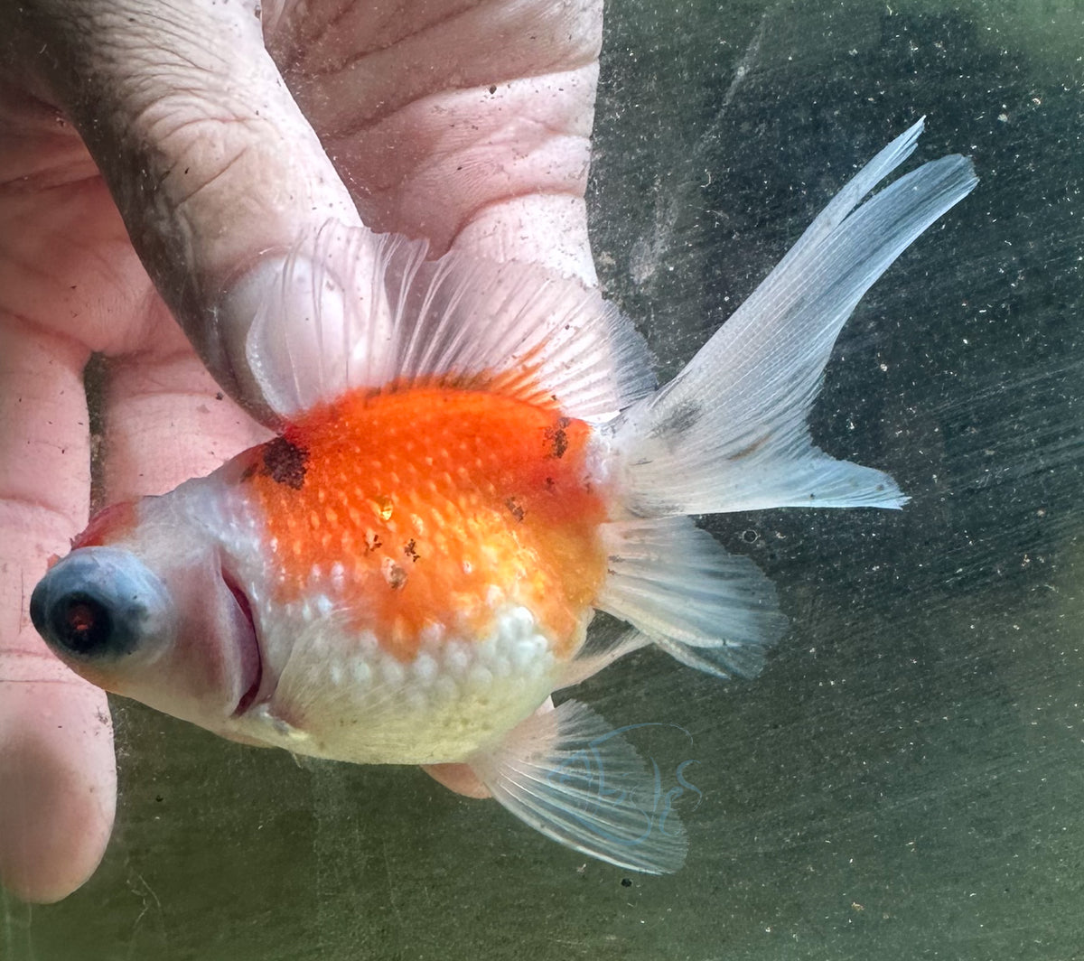 Orange White Dragon Eye Pearlscale Ping Pong Goldfish