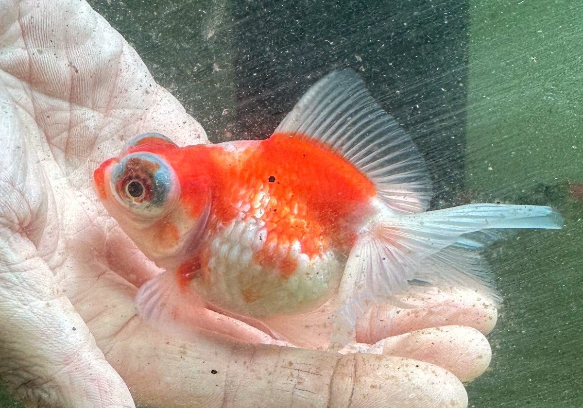 Sakura Dragon Eye Pearlscale Ping Pong Goldfish