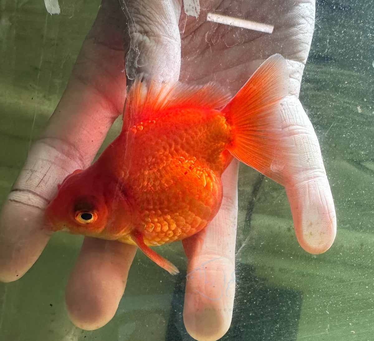 Orange Dragon Eye Pearlscale Ping Pong Goldfish