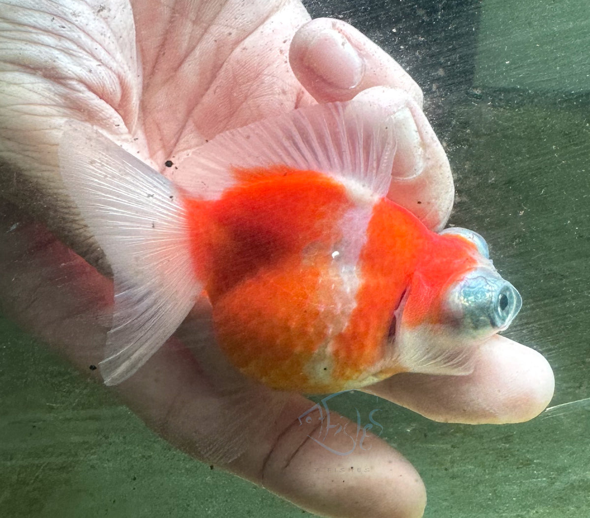 Sakura Dragon Eye Pearlscale Ping Pong Goldfish