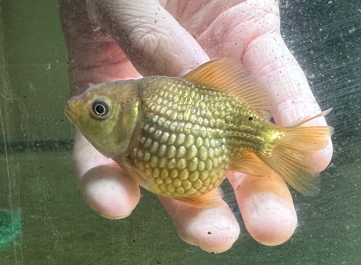 Bronze Pearlscale Ping Pong Goldfish