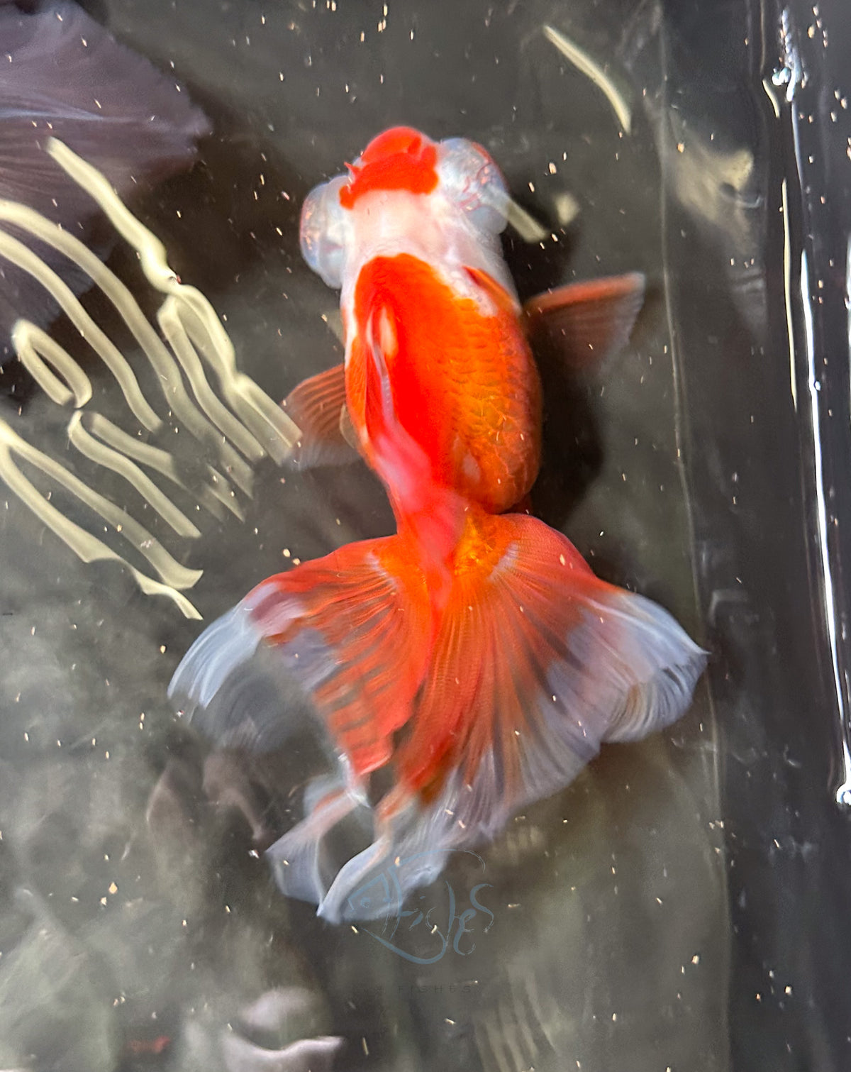 Orange White Butterfly Telescope Goldfish