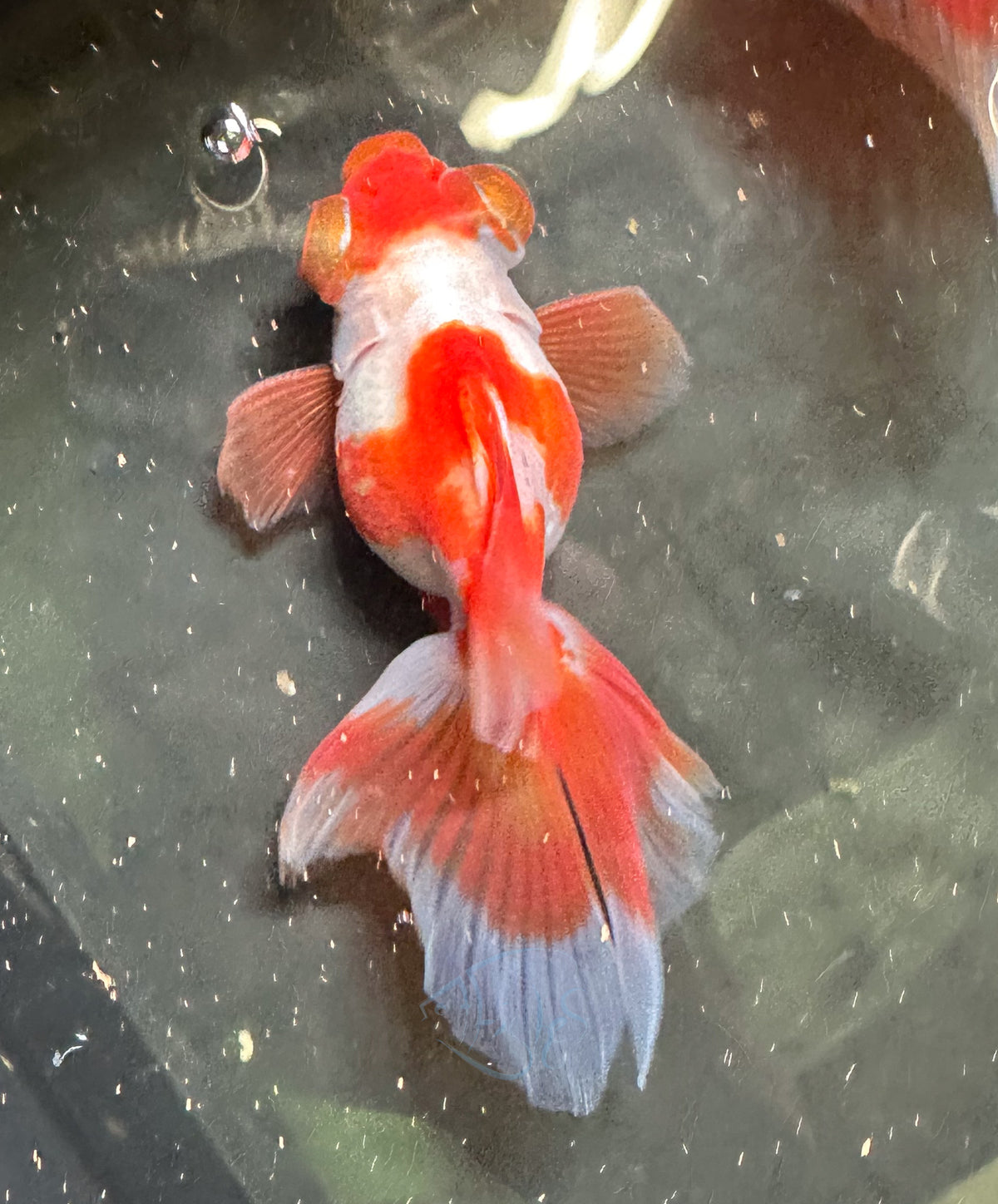 Orange White Butterfly Telescope Goldfish