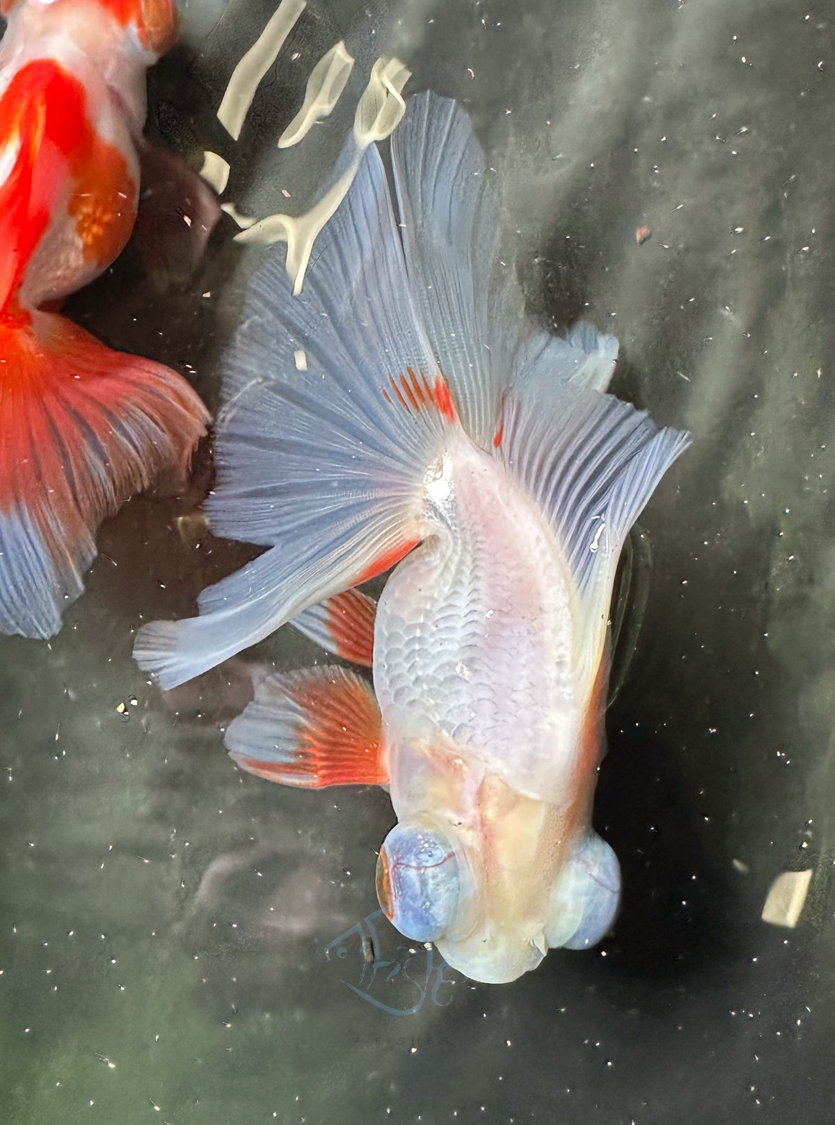 Orange White Butterfly Telescope Goldfish