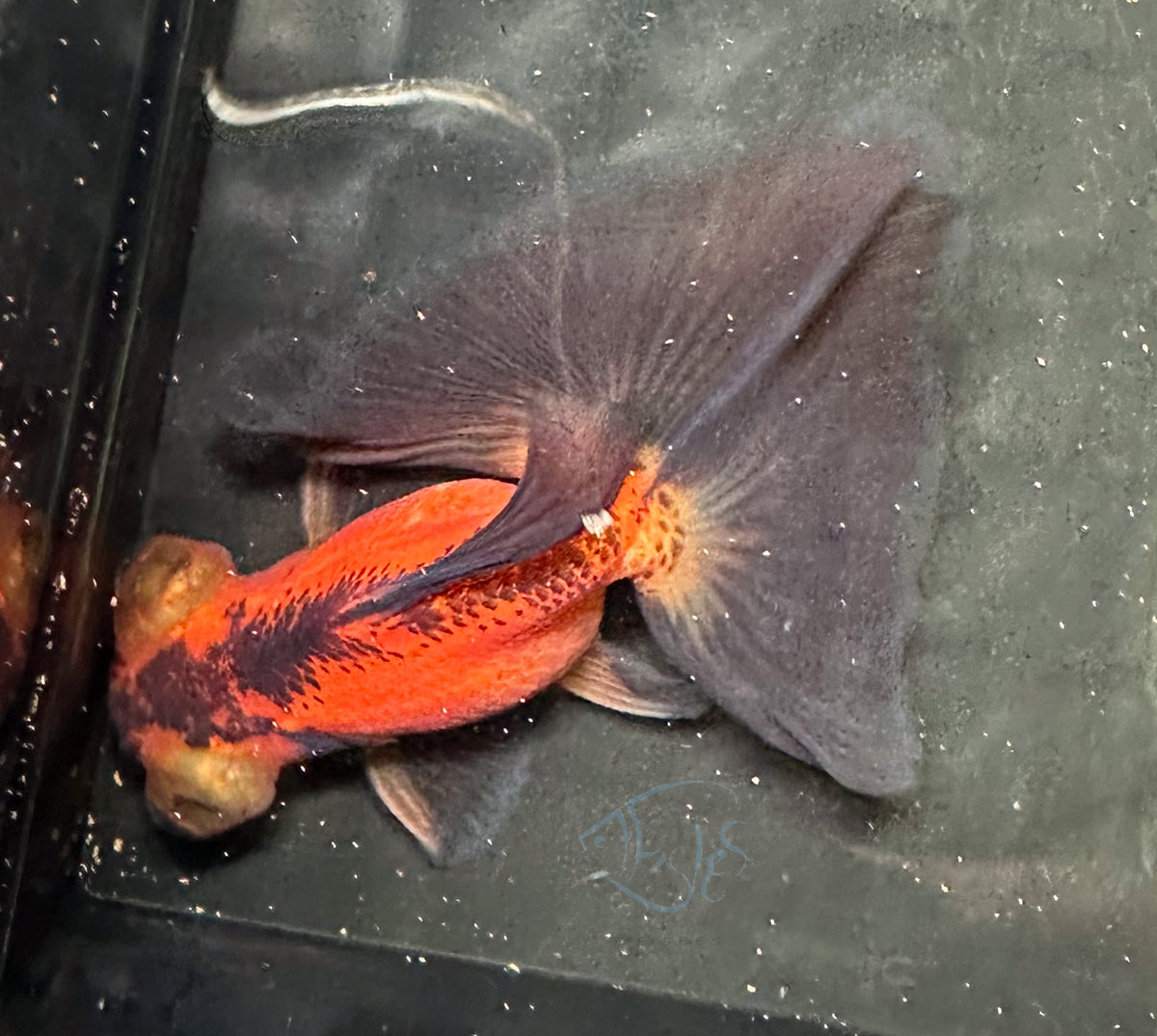 Orange Black Butterfly Telescope Goldfish