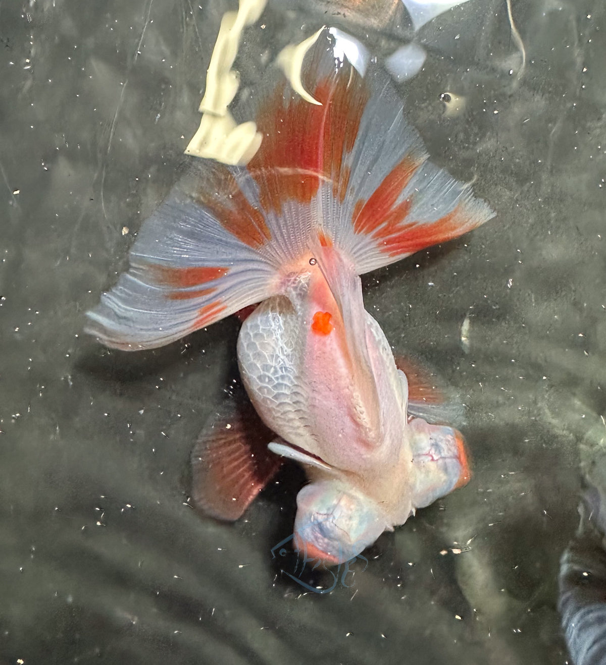 Orange White Butterfly Telescope Goldfish