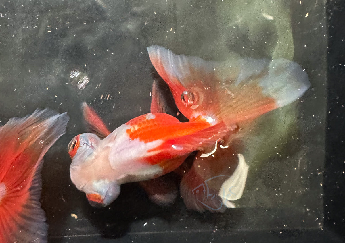 Orange White Butterfly Telescope Goldfish