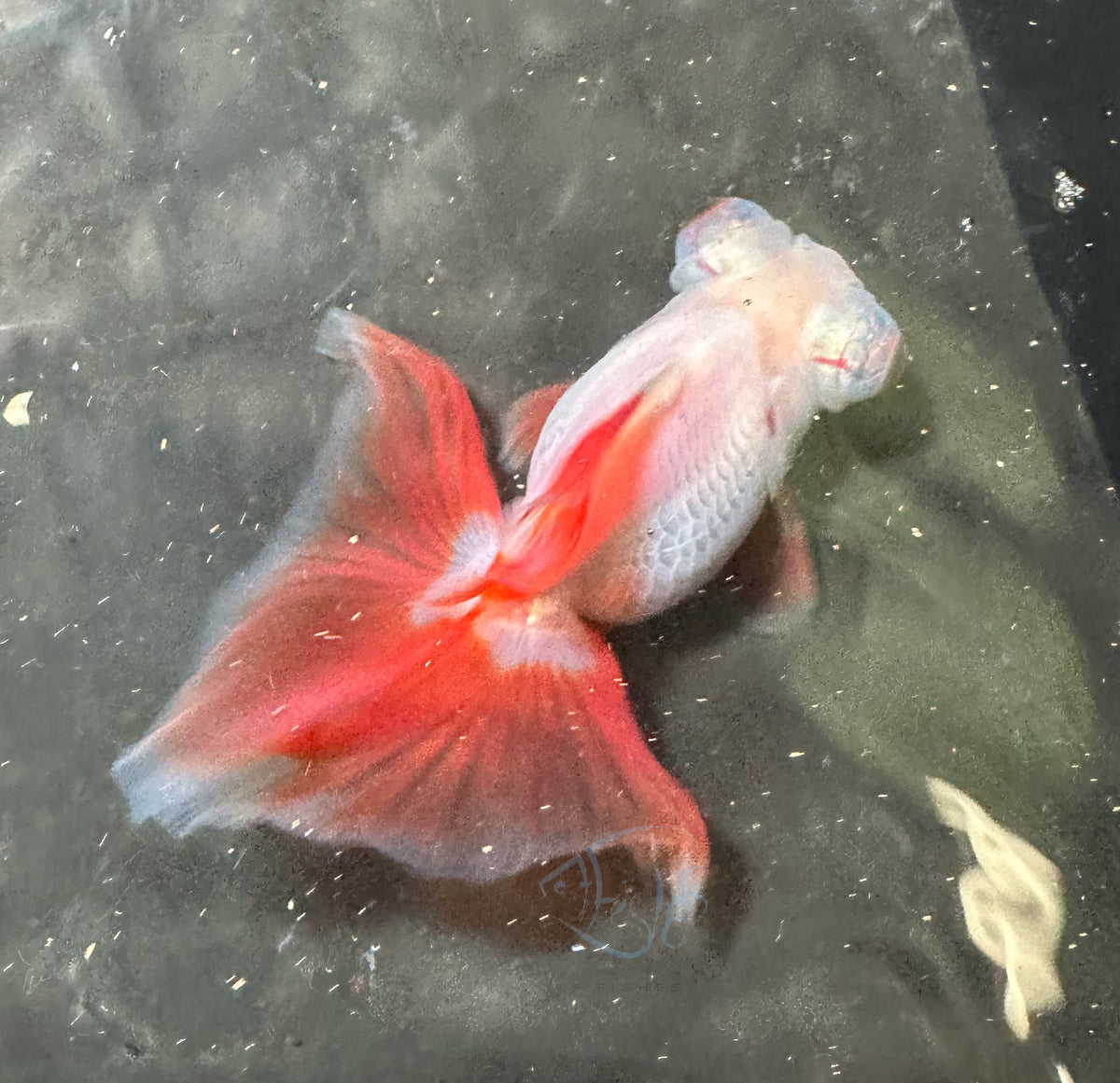 Orange White Butterfly Telescope Goldfish