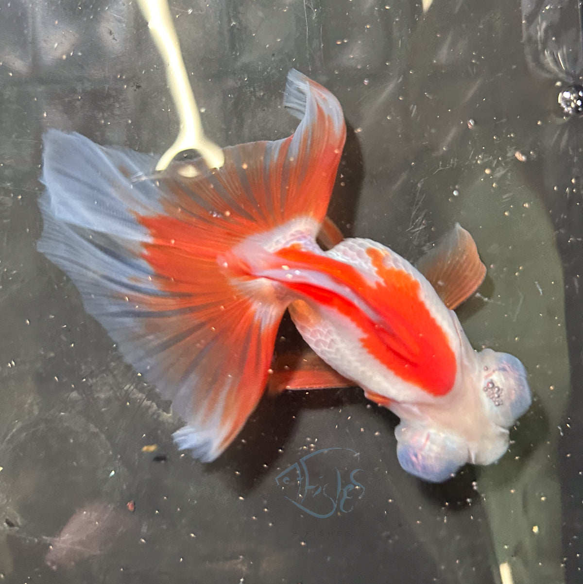 Orange White Butterfly Telescope Goldfish