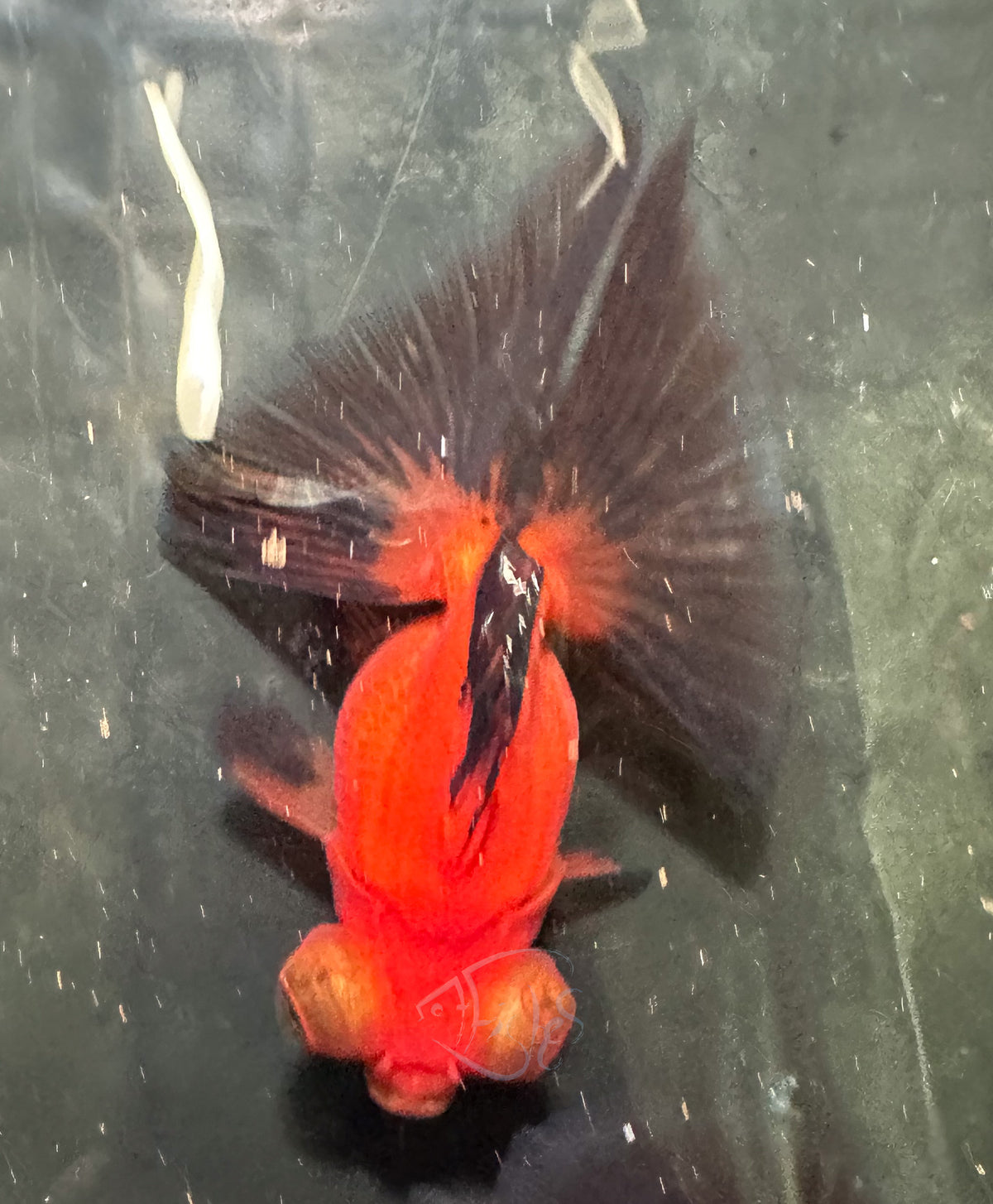 Orange Black Butterfly Telescope Goldfish