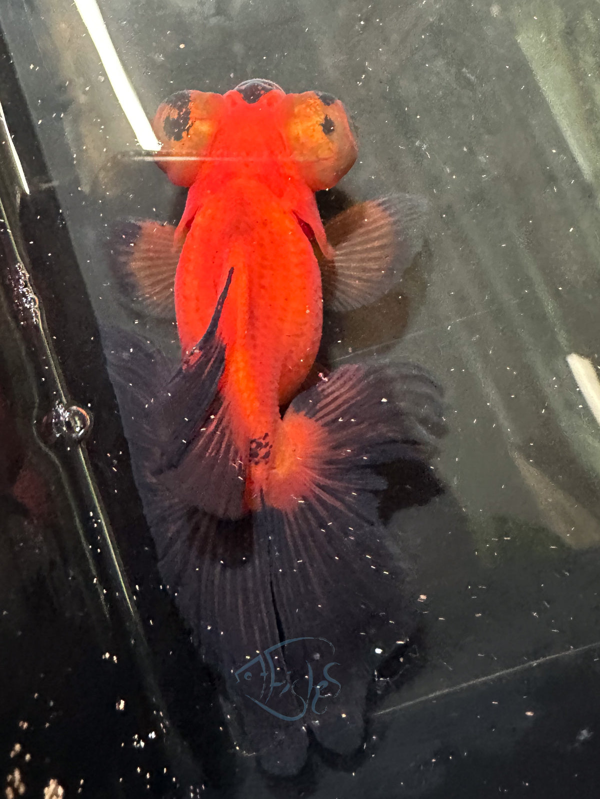 Orange Black Butterfly Telescope Goldfish