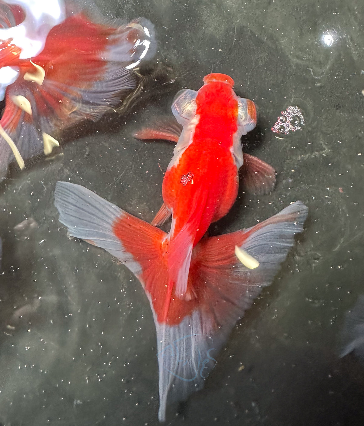 Orange White Butterfly Telescope Goldfish