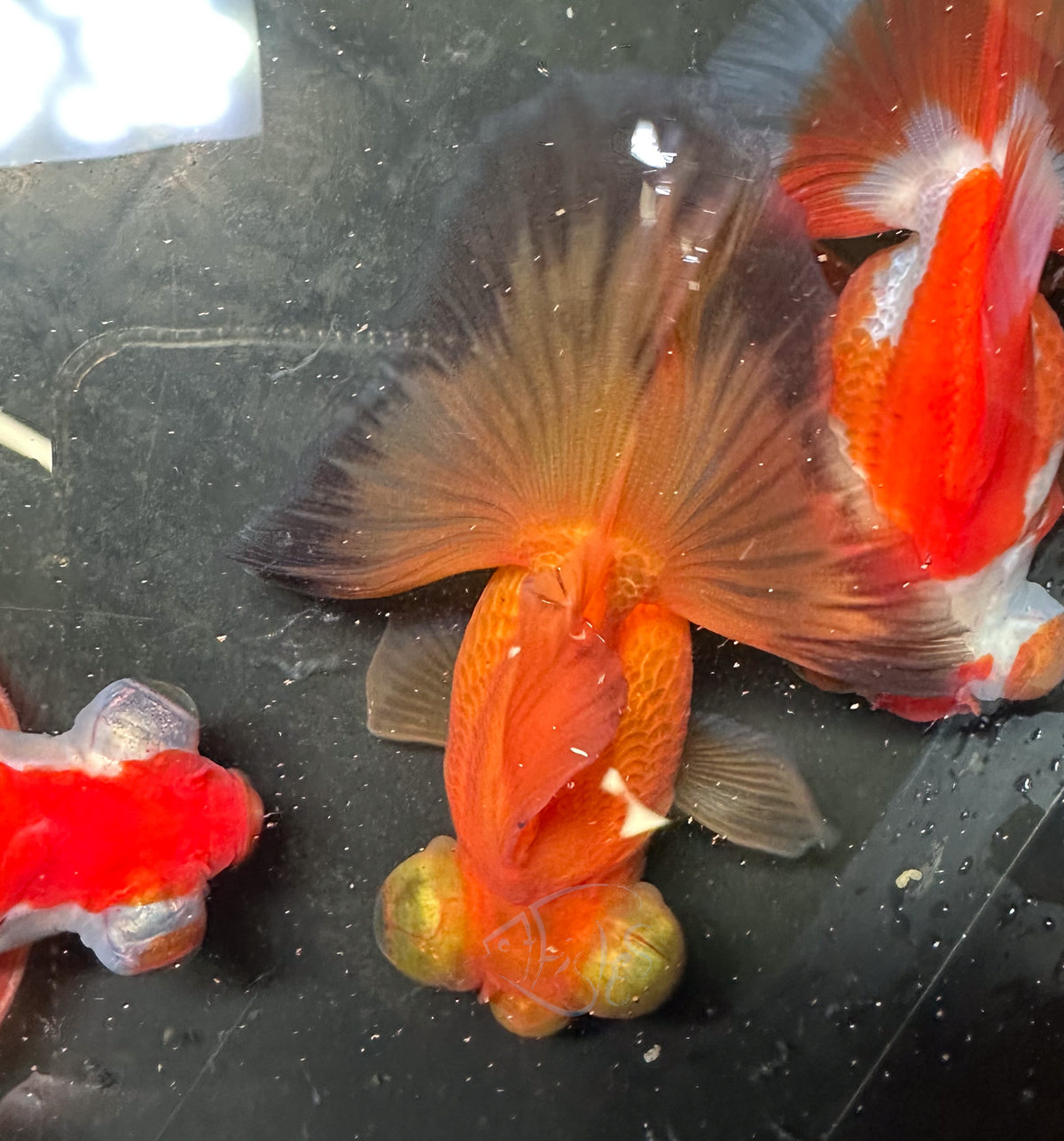 Orange Butterfly Telescope Goldfish