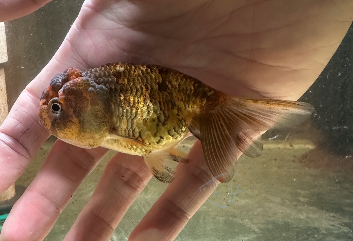 Calico Cat Lionhead Ranchu Goldfish
