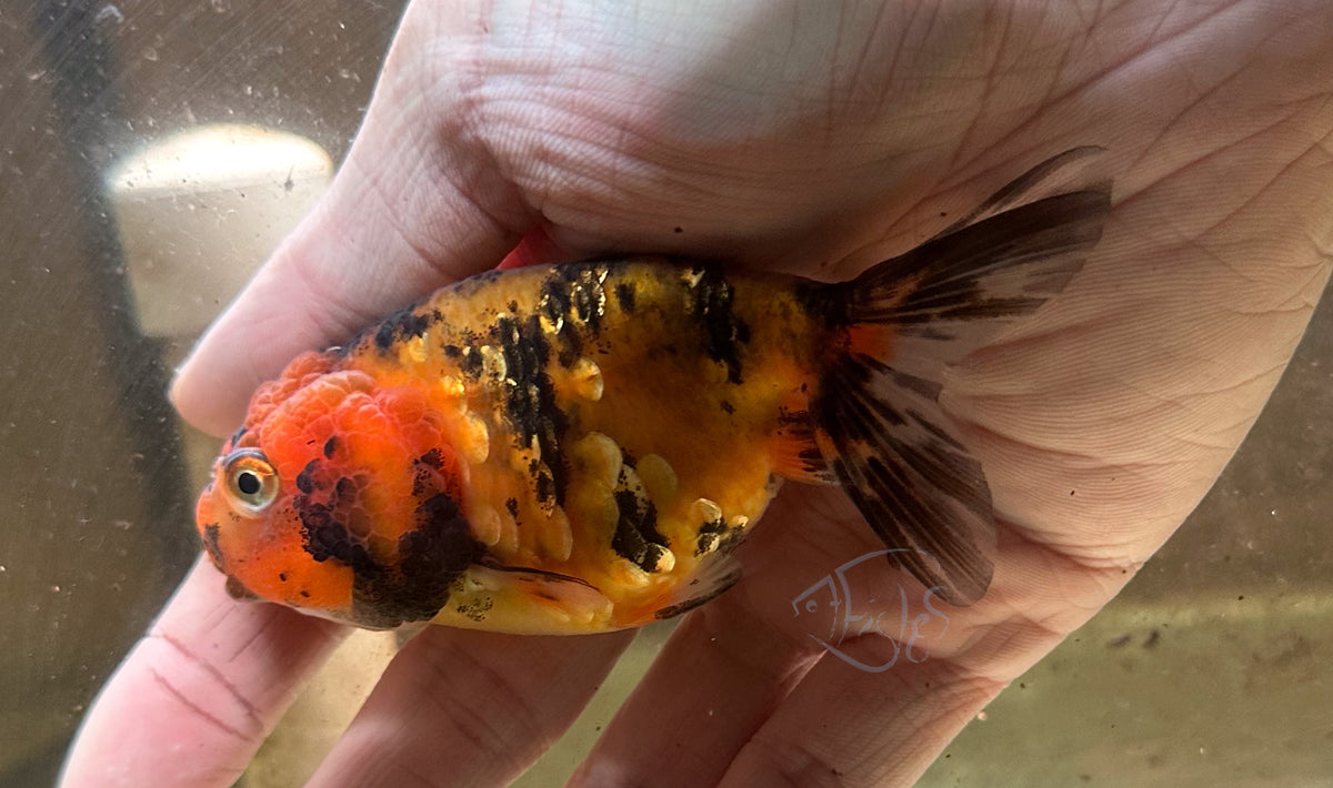 Calico Cat Lionhead Ranchu Goldfish