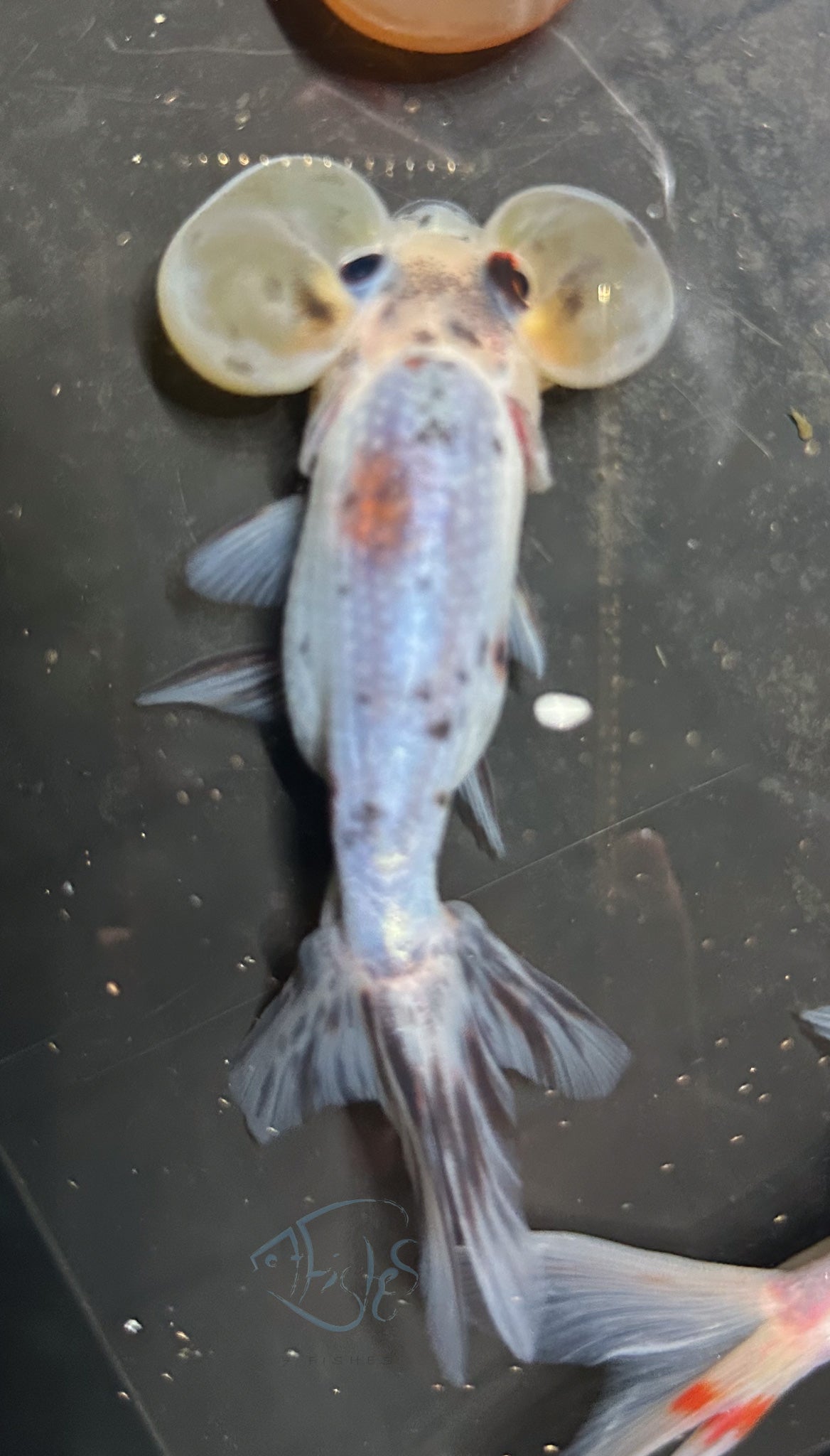 Calico Bubble Eye Goldfish