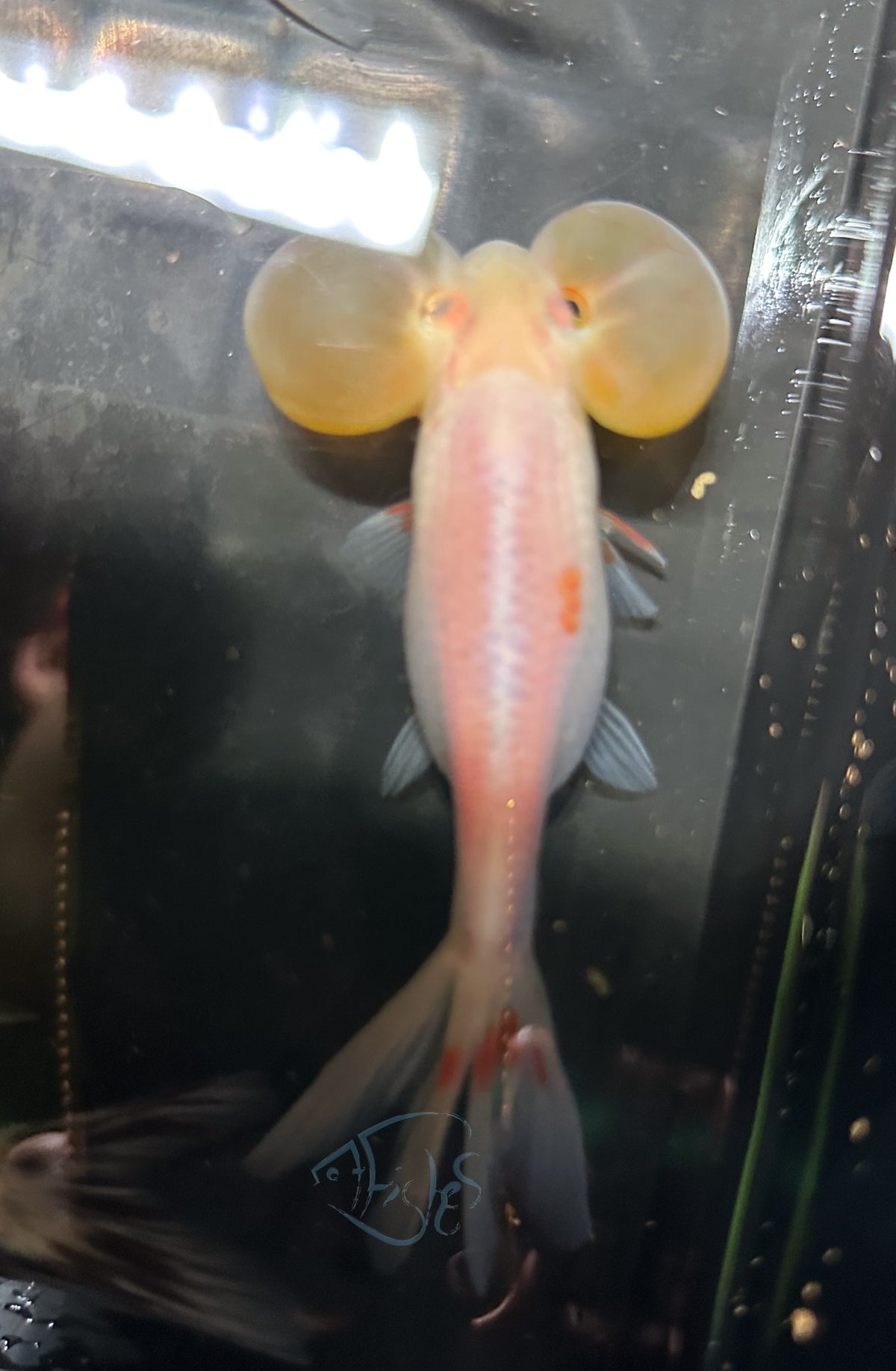 White Bubble Eye Goldfish