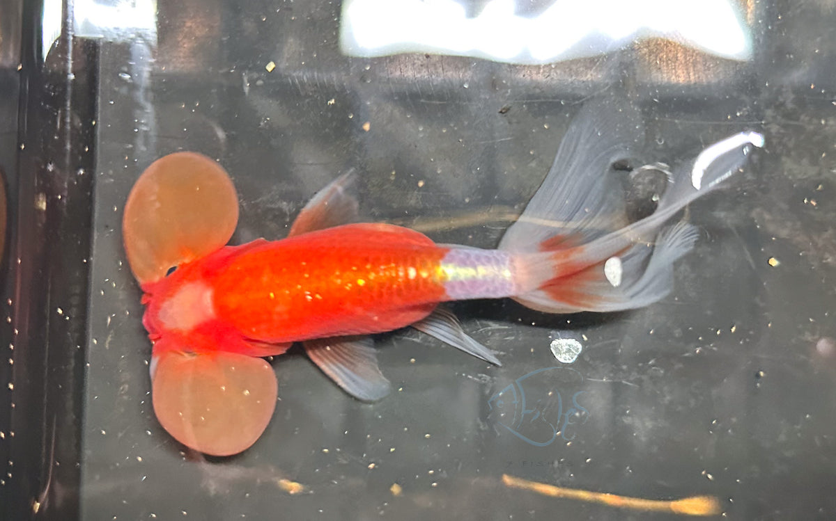 Orange White Bubble Eye Goldfish