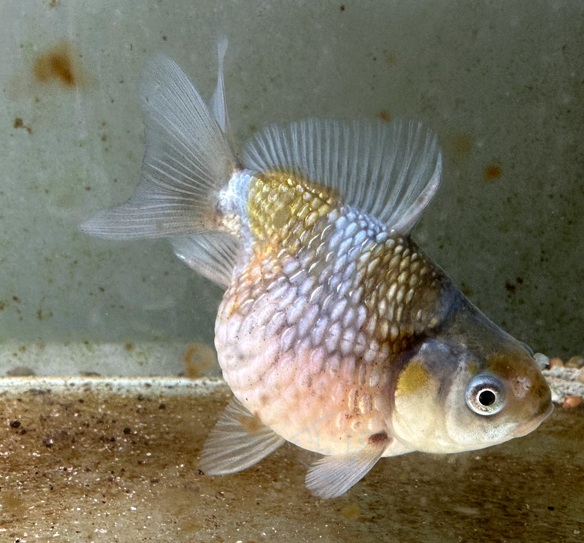 Blue Pearlscale Ping Pong Goldfish
