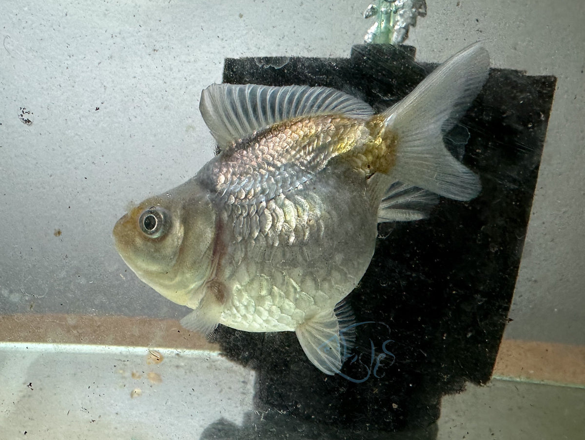 Blue Pearlscale Ping Pong Goldfish