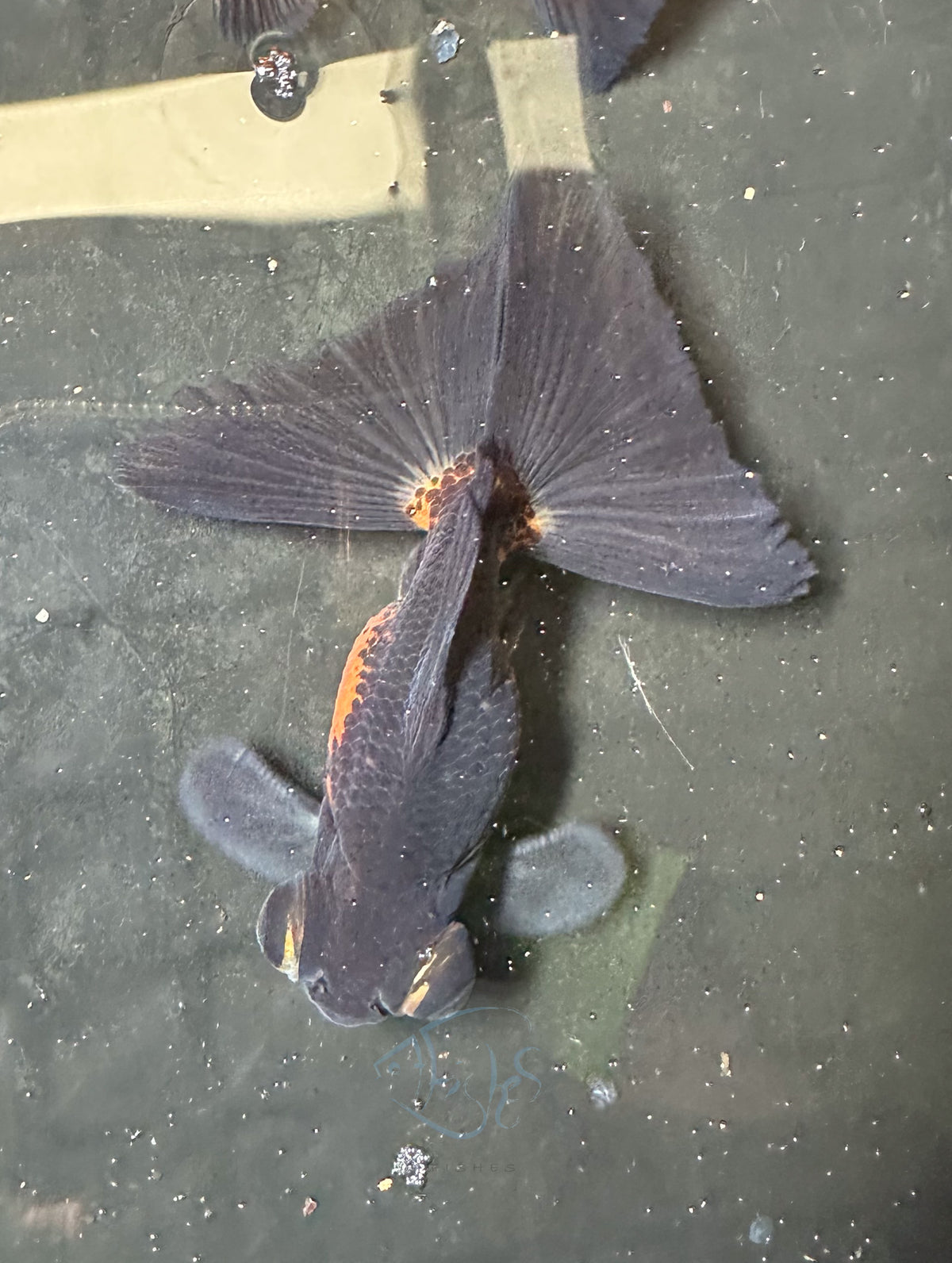 Orange Black Butterfly Telescope Goldfish