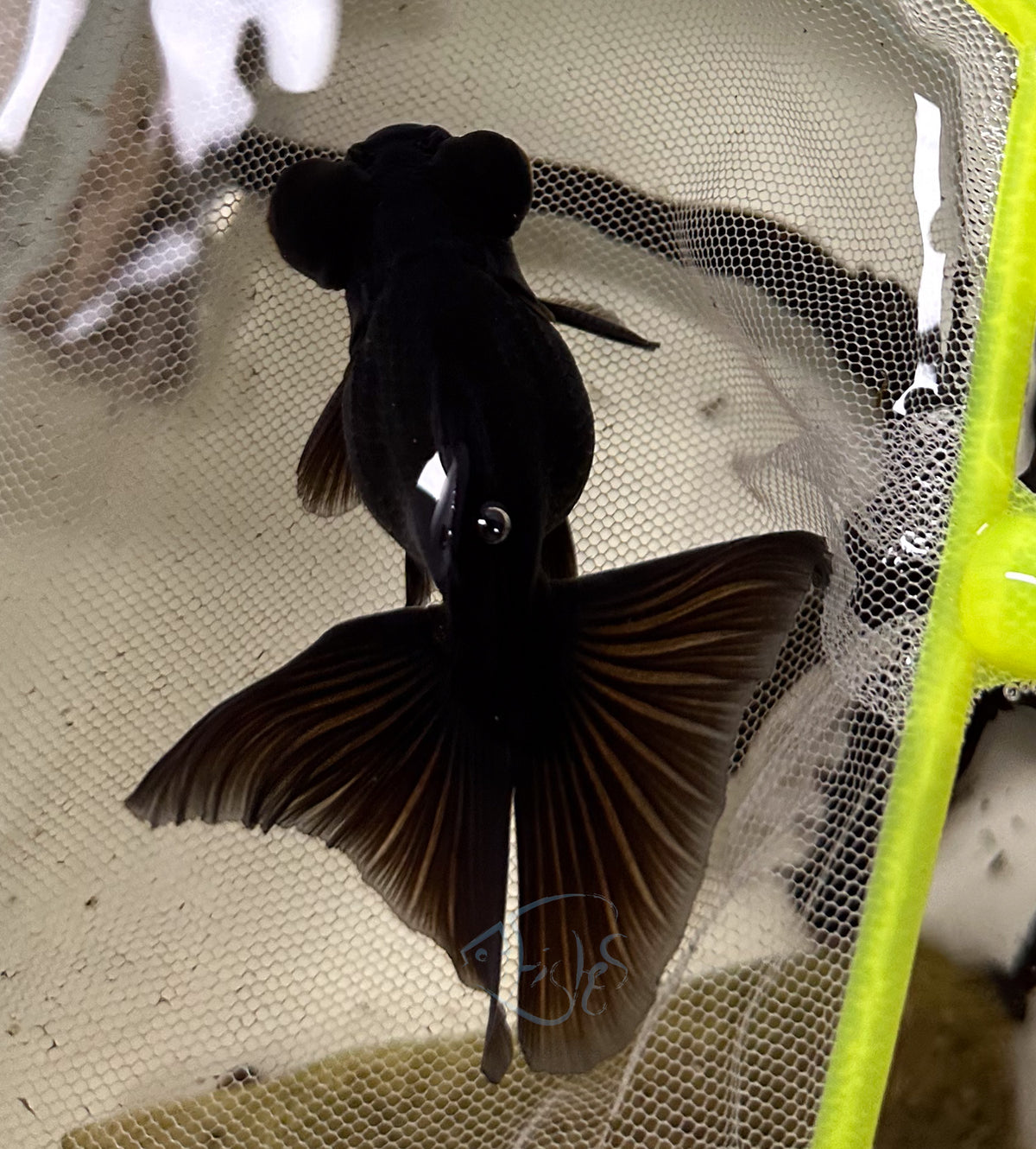 Black Butterfly Telescope Goldfish